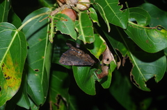 Ercheia dubia