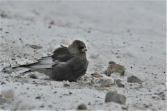 Leucosticte arctoa