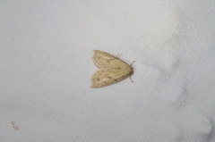 Olulis puncticinctalis