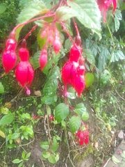Fuchsia magellanica