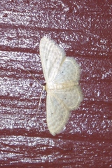 Scopula personata
