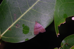 Polypogon ryukyuensis