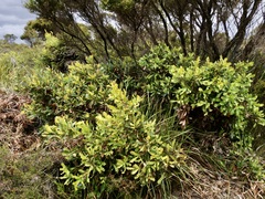 Banksia quercifolia
