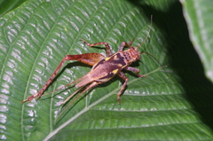 Cardiodactylus guttulus