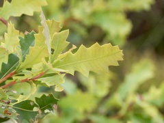 Banksia quercifolia
