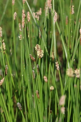Eleocharis acuta