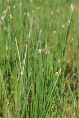 Eleocharis acuta