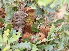 Banksia quercifolia