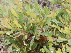 Banksia quercifolia