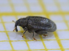 Orchestes fagi