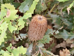 Banksia quercifolia