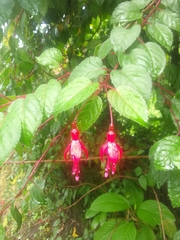 Fuchsia magellanica