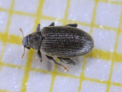 Orchestes fagi