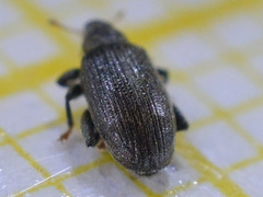 Orchestes fagi