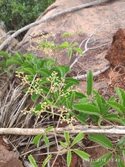 Cyphostemma puberulum