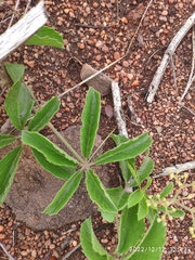 Cyphostemma puberulum