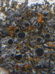 Phaeophyscia ciliata