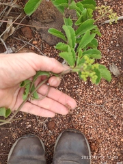 Cyphostemma puberulum