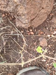 Cyphostemma puberulum