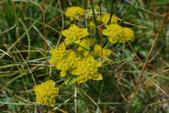 Bupleurum ranunculoides