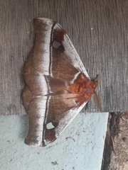 Bunaea alcinoe