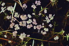 Azolla rubra