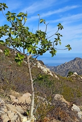 Ficus petiolaris palmeri