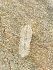 Ledromorpha planirostris