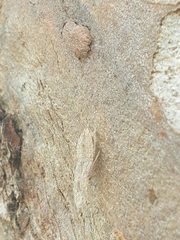Ledromorpha planirostris