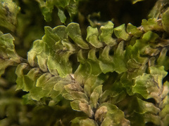 Macrodiplophyllum