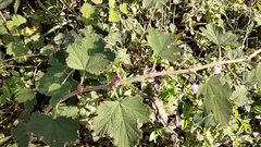 Rubus formosensis