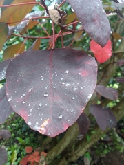 Euphorbia cotinifolia