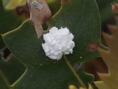Ceronema dryandrae