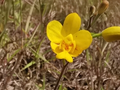Spathoglottis pubescens
