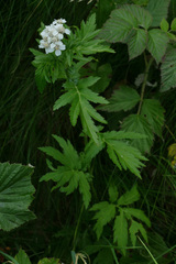 Achillea macrophylla