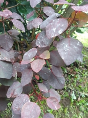 Euphorbia cotinifolia