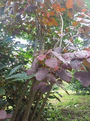 Euphorbia cotinifolia