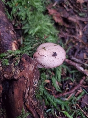 Scytinotus longinquus