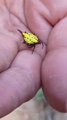 Gasteracantha sauteri