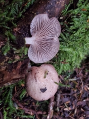 Scytinotus longinquus