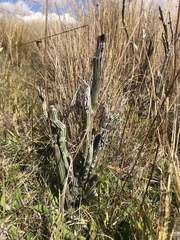 Carmichaelia crassicaulis