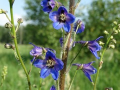 Delphinium retropilosum