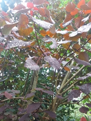 Euphorbia cotinifolia