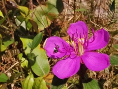 Melastoma malabathricum