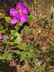 Melastoma malabathricum