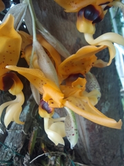 Stanhopea