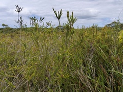 Melaleuca sparsa