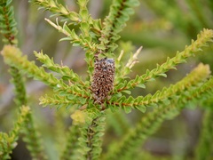 Melaleuca sparsa