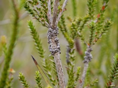 Melaleuca sparsa