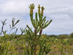 Melaleuca sparsa